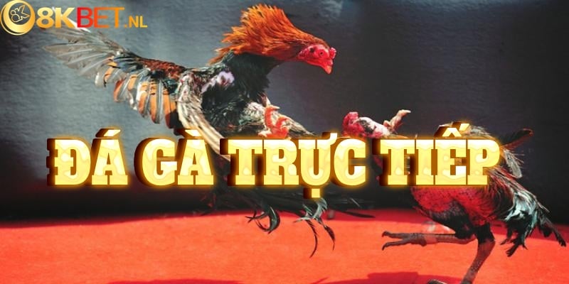 Đá gà trực tiếp